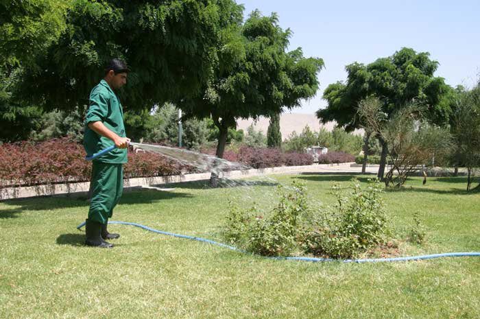 درختان خشک تهران باید جمع‌آوری شوند