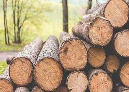 کشف قاچاق چوب در استان تهران
