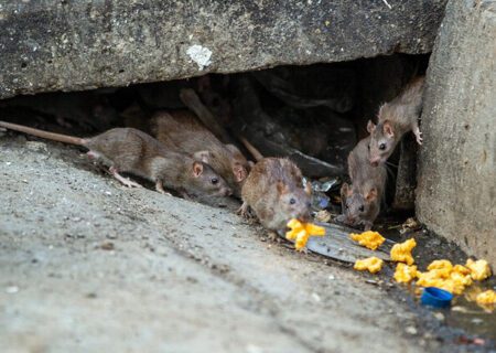 مبارزه با موش‌های پایتخت در آستانه فصل گرما زودتر آغاز شود