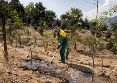 کاشت بیش از ۴۰۰۰ درخت جدید در چیتگر