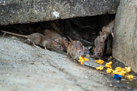 استفاده از «نانوپودر غیرسمی» برای مبارزه با موش‌های پایتخت