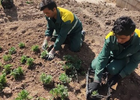 کاشت درختان مقاوم به کم‌آبی در بوستان‌های منطقه یک