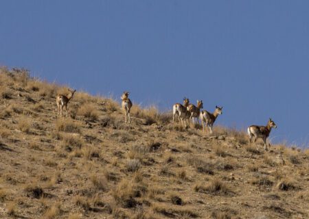 آغاز سرشماری پاییزه حیات وحش در استان تهران