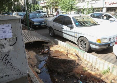 رفع خطر مرگ از درختان خیابان فلسطین