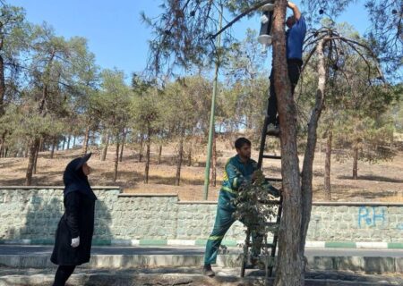 اقدامات جامع برای مقابله با سوسک پوستخوار در بوستان چیتگر