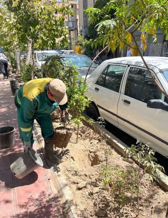 کاشت بیش از ۷۰ اصله نهال در محله انقلاب