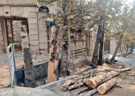 ماجرای کلیپ پخش شده درباره درختان باغ فردوس چه بود؟!