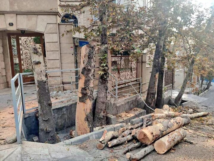 ماجرای کلیپ پخش شده درباره درختان باغ فردوس چه بود؟!