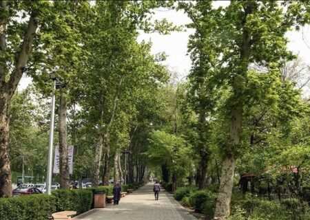 از کاشت لاله در بوستان‌های منتخب تا فرش گل در معابر بزرگراهی
