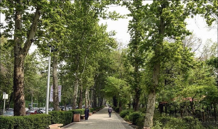 از کاشت لاله در بوستان‌های منتخب تا فرش گل در معابر بزرگراهی